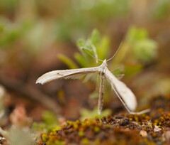 Platyptilia celidotus