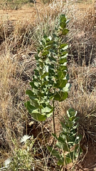 Asclepias latifolia