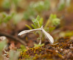Platyptilia celidotus