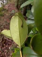 Eugenia brasiliensis