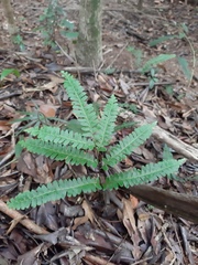 Lindsaea quadrangularis