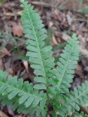 Lindsaea quadrangularis