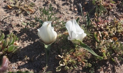 Colchicum capense ciliolatum