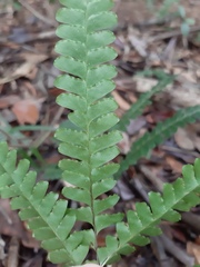 Lindsaea quadrangularis