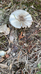 Agaricus