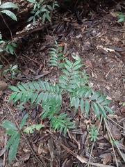 Xylopia brasiliensis