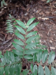 Xylopia brasiliensis