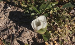 Colchicum capense ciliolatum