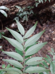 Xylopia brasiliensis