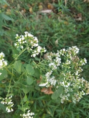 Ageratina altissima
