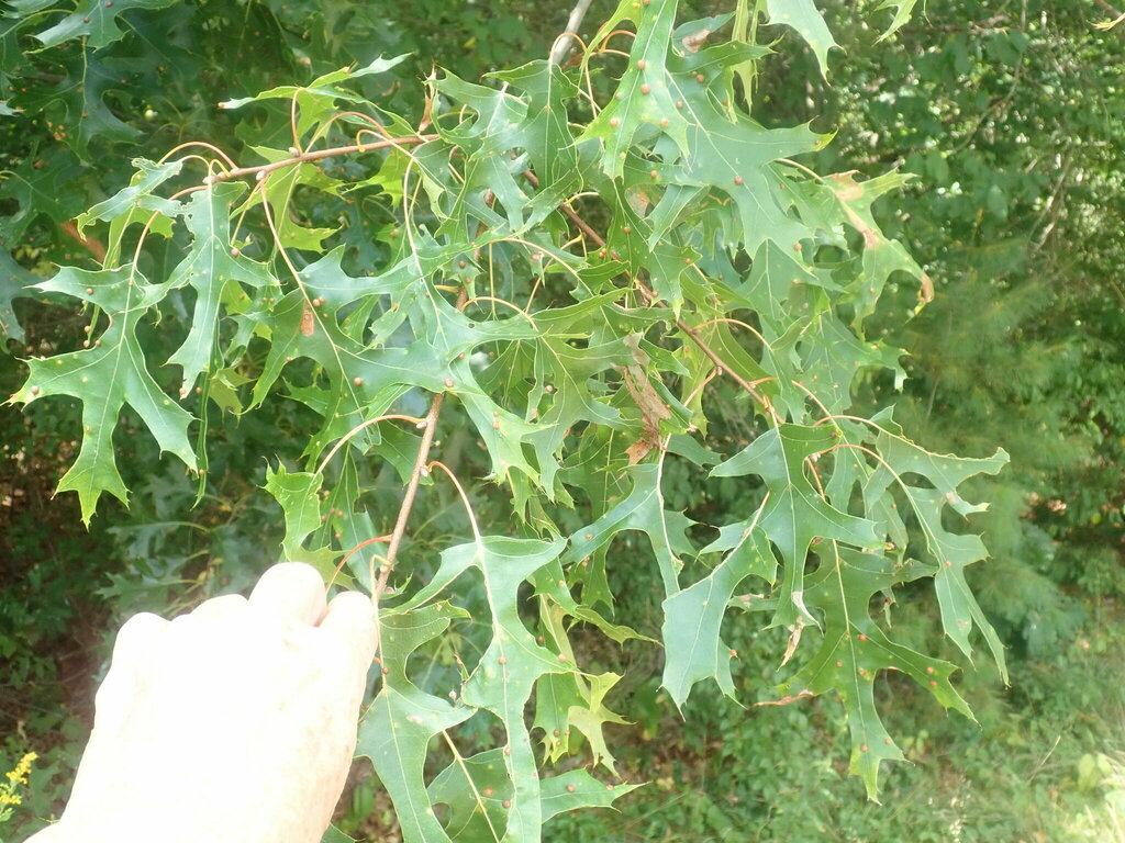 scarlet oak from Worcester, Massachusetts, United States on August 18 ...