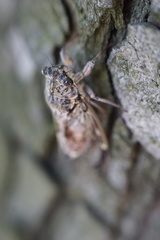 Cicada orni