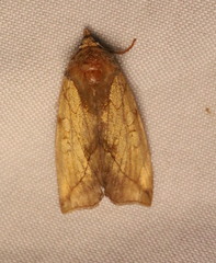 Basilodes pepita