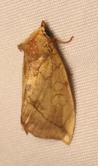 Basilodes pepita
