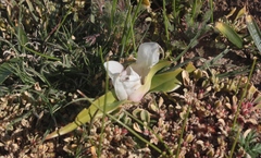 Colchicum capense ciliolatum