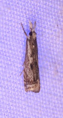 Microcrambus kimballi
