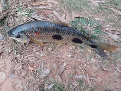 Leporinus macrocephalus