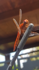 Crocothemis erythraea