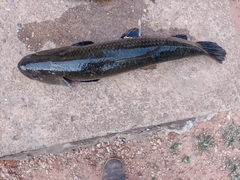 Leporinus macrocephalus