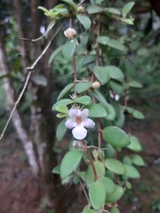 Codonanthe devosiana