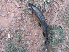 Leporinus macrocephalus