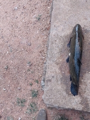 Leporinus macrocephalus