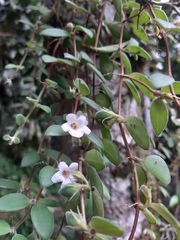 Codonanthe devosiana