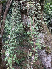 Codonanthe devosiana