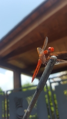 Crocothemis erythraea