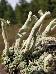 Cladonia deformis