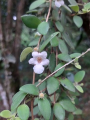 Codonanthe devosiana