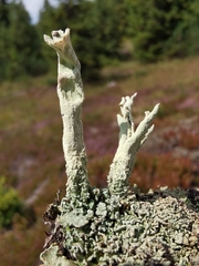 Cladonia deformis