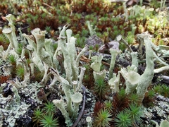 Cladonia deformis