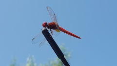Crocothemis erythraea