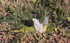 Colchicum capense ciliolatum