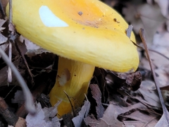 Russula flavida