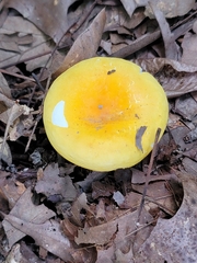 Russula flavida