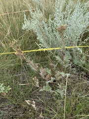 Potentilla bipinnatifida