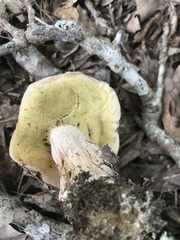 Boletus atkinsonii