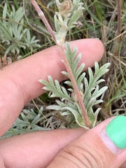 Potentilla bipinnatifida