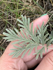 Potentilla bipinnatifida