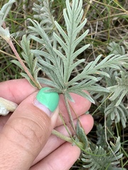Potentilla bipinnatifida