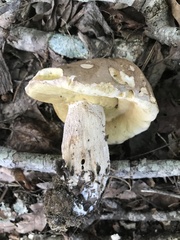 Boletus atkinsonii