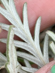 Potentilla bipinnatifida