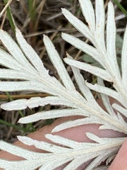 Potentilla bipinnatifida