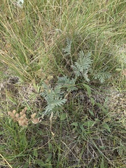 Potentilla bipinnatifida