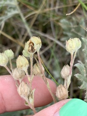 Potentilla bipinnatifida