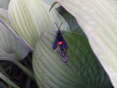 Synanthedon exitiosa