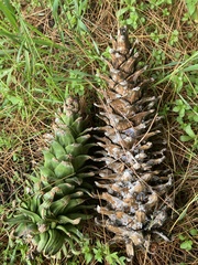 Pinus ayacahuite