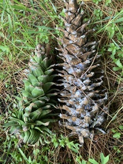 Pinus ayacahuite